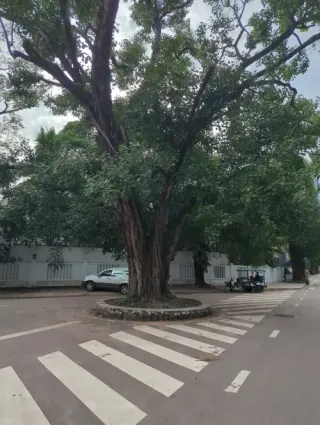 The Siem Reap City Tree
